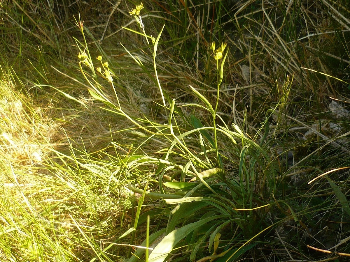 Bupleurum baldense (Apiaceae)